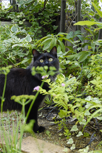 庭と黒猫