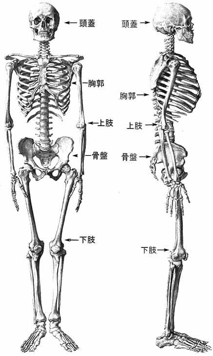 osteologia.jpg (38287 oCg)